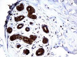 NME1 Monoclonal Antibody (OTI1A12), TrueMAB , OriGene 100 &mu;L; Unconjugated:Antibodies,