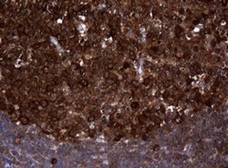 NME1 Monoclonal Antibody (OTI7A1), TrueMAB , OriGene 30 &mu;L; Unconjugated:Antibodies,