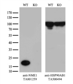 NME1 Monoclonal Antibody (OTI1A12), TrueMAB , OriGene:Antibodies:Primary