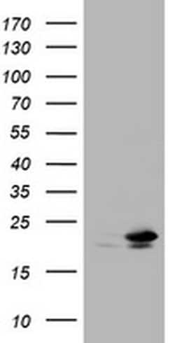 NME1 Monoclonal Antibody (OTI2A5), TrueMAB , OriGene 100 &mu;L; Unconjugated:Antibodies,