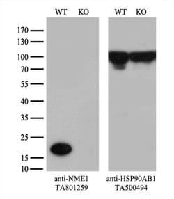 NME1 Monoclonal Antibody (OTI1A12), TrueMAB , OriGene 100 &mu;L; Unconjugated:Antibodies,