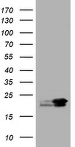 NME1 Monoclonal Antibody (OTI22F10), TrueMAB , OriGene 100 &mu;L; Unconjugated:Antibodies,