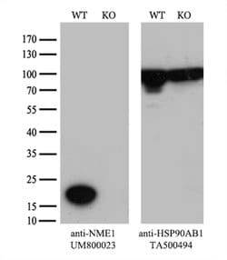 NME1 Mouse anti-Canine, Human, Rat, Clone: UMAB92, lyophilized, UltraMAB