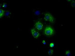 NME4 Monoclonal Antibody (OTI1C11), TrueMAB , OriGene 100 &mu;L; Unconjugated:Antibodies,