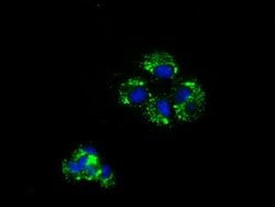 NME4 Monoclonal Antibody (OTI2G1), TrueMAB , OriGene 30 &mu;L; Unconjugated:Antibodies,