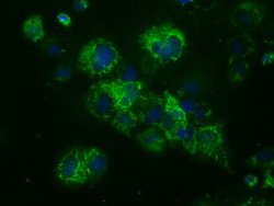NME4 Mouse anti-Human, Clone: OTI4F10, lyophilized, TrueMAB 100 &mu;g;