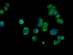 NME4 Mouse anti-Human, Clone: OTI4F10, lyophilized, TrueMAB 100 &mu;g;