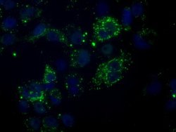 NME4 Mouse anti-Human, Clone: OTI2B10, lyophilized, TrueMAB 100 &mu;g;