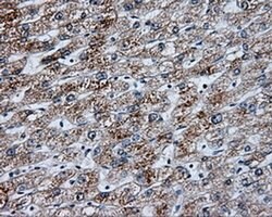 NME4 Monoclonal Antibody (OTI1A5), TrueMAB , OriGene 30 &mu;L | Buy Online | OriGene | Fisher Scientific