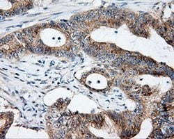 NME4 Monoclonal Antibody (OTI5E4), TrueMAB , OriGene 30 &mu;L; Unconjugated:Antibodies,