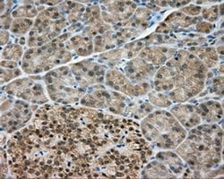 NME4 Monoclonal Antibody (OTI2G1), TrueMAB , OriGene 30 &mu;L; Unconjugated:Antibodies,