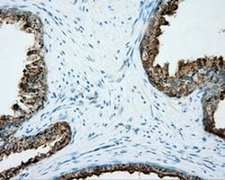 NME4 Monoclonal Antibody (OTI2G1), TrueMAB , OriGene:Antibodies:Primary