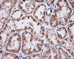 NME4 Monoclonal Antibody (OTI2G1), TrueMAB , OriGene 30 &mu;L; Unconjugated:Antibodies,