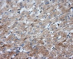 NME4 Monoclonal Antibody (OTI2G1), TrueMAB , OriGene:Antibodies:Primary