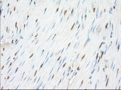 NME4 Mouse anti-Human, Clone: OTI4F10, lyophilized, TrueMAB 100 &mu;g;