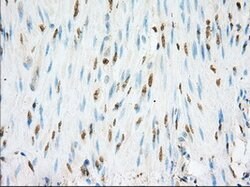 NME4 Mouse anti-Human, Clone: OTI2B10, lyophilized, TrueMAB 100 &mu;g;
