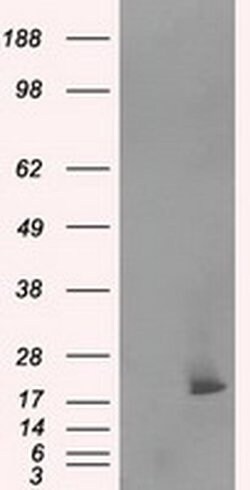 NME4 Monoclonal Antibody (OTI5E4), TrueMAB , OriGene 30 &mu;L; Unconjugated:Antibodies,