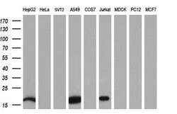 NME4 Monoclonal Antibody (OTI5E4), TrueMAB , OriGene 30 &mu;L; Unconjugated:Antibodies,