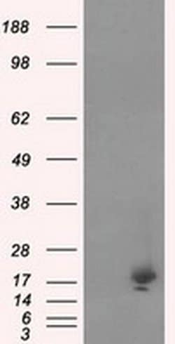 NME4 Monoclonal Antibody (OTI2G1), TrueMAB , OriGene 30 &mu;L; Unconjugated:Antibodies,