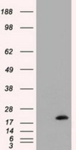 NME4 Mouse anti-Human, Clone: OTI4F10, lyophilized, TrueMAB 100 &mu;g;
