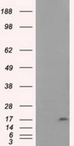 NME4 Mouse anti-Human, Clone: OTI2B10, lyophilized, TrueMAB 100 &mu;g;