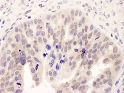 NMI Rabbit anti-Human, Polyclonal, Bethyl Laboratories 10 &mu;L; Unconjugated:Antibodies,