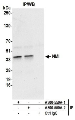 NMI Rabbit anti-Human, Polyclonal, Bethyl Laboratories 10 &mu;L; Unconjugated:Antibodies,