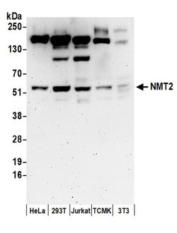 NMT2 Rabbit anti-Human, Mouse, Polyclonal, Bethyl Laboratories 100 &mu;L;