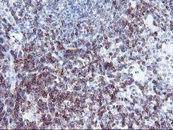 NMT2 Monoclonal Antibody (OTI1B4), TrueMAB , OriGene 100 &mu;L; Unconjugated:Antibodies,