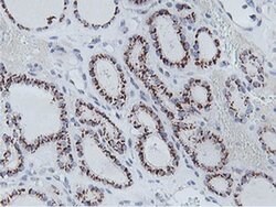 NMT2 Monoclonal Antibody (OTI1G3), TrueMAB , OriGene 30 &mu;L; Unconjugated:Antibodies,