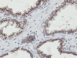 NMT2 Monoclonal Antibody (OTI1G3), TrueMAB , OriGene:Antibodies:Primary