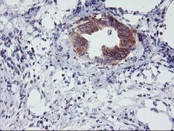 NMT2 Mouse anti-Human, Clone: OTI2B4, lyophilized, TrueMAB 100 &mu;g; Unconjugated:Antibodies,