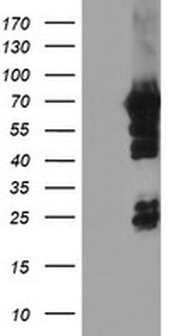 NMT2 Monoclonal Antibody (OTI1H7), TrueMAB , OriGene:Antibodies:Primary