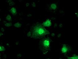 NNMT Mouse anti-Human, Mouse, Clone: OTI3D8, lyophilized, TrueMAB 100 &mu;g;