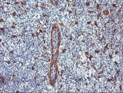 NNMT Mouse anti-Human, Clone: OTI2G8, lyophilized, TrueMAB 100 &mu;g; Unconjugated:Antibodies,