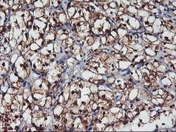 NNMT Monoclonal Antibody (OTI2G8), TrueMAB , OriGene 100 &mu;L; Unconjugated:Antibodies,