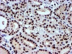 NNMT Mouse anti-Human, Mouse, Clone: OTI3D8, lyophilized, TrueMAB 100 &mu;g;
