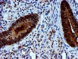NNMT Mouse anti-Human, Mouse, Clone: OTI3D8, lyophilized, TrueMAB 100 &mu;g;