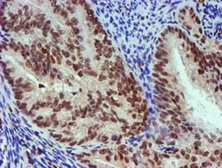 NNMT Mouse anti-Human, Mouse, Clone: OTI3D8, lyophilized, TrueMAB 100 &mu;g;