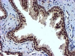 NNMT Mouse anti-Human, Mouse, Clone: OTI3D8, lyophilized, TrueMAB 100 &mu;g;