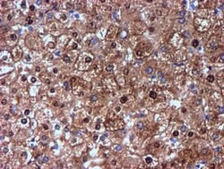 NNMT Mouse anti-Human, Mouse, Clone: OTI3D8, lyophilized, TrueMAB 100 &mu;g;