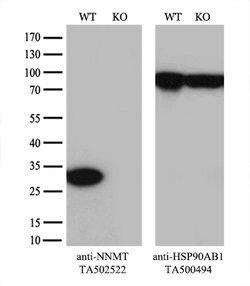 NNMT Mouse anti-Human, Clone: OTI2G8, lyophilized, TrueMAB 100 &mu;g; Unconjugated:Antibodies,