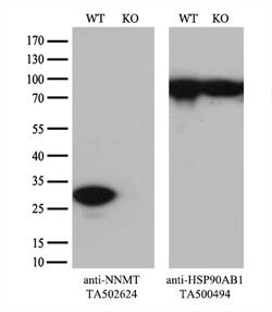 NNMT Mouse anti-Human, Mouse, Clone: OTI3D8, lyophilized, TrueMAB 100 &mu;g;
