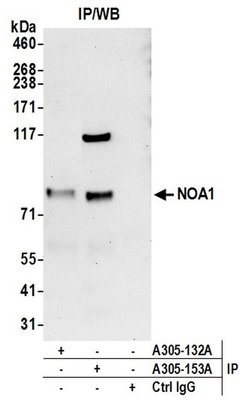 NOA1/C4orf14 Rabbit anti-Human, Polyclonal, Bethyl Laboratories 100 &mu;L;