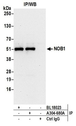 NOB1 Rabbit anti-Human, Mouse, Polyclonal, Bethyl Laboratories 100 &mu;L;