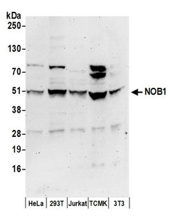 NOB1 Rabbit anti-Human, Mouse, Polyclonal, Bethyl Laboratories 100 &mu;L;