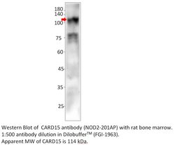 CARD15 Rabbit anti-Mouse, Rat, Polyclonal, FabGennix 200 &mu;L; Unconjugated:Antibodies,