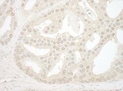 NOL12 Rabbit anti-Human, Polyclonal, Bethyl Laboratories 100 &mu;L | Buy Online | Bethyl Laboratories, Inc | Fisher Scientific