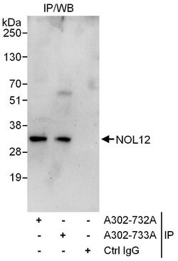 NOL12 Rabbit anti-Human, Polyclonal, Bethyl Laboratories 100 &mu;L | Buy Online | Bethyl Laboratories, Inc | Fisher Scientific