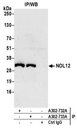 NOL12 Rabbit anti-Human, Mouse, Polyclonal, Bethyl Laboratories 100 &mu;L | Buy Online | Bethyl Laboratories, Inc | Fisher Scientific